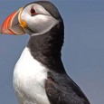 PEOPLE from across the globe who are adept with a needle and thimble have come to the rescue in an appeal to help save lost puffin chicks on the Dual […]