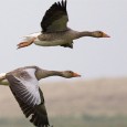 Funded and coordinated by the Conserving Scottish Machair LIFE+ project it is now in its second year and looks to build on the successes of its first season. Greylag geese...