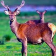 The largest charity organisation dedicated to the protection of Scottish wildlife has called for starving deer to be culled across Scotland. Calling for an extension of the stalking season of...