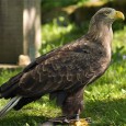 An injured Sea Eagle found some good Samaritans to look after it when it was grounded through injury at a Loch in Harris. The huge bird of prey was spotted […]
