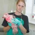 The Scottish SPCA is caring for a young herring gull found covered in bright pink paint in Mallaig, We fear the gull chick may have been targeted as a prank […]