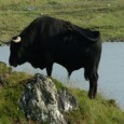 The Crofters Commission has announced that because of adverse weather conditions it is aware that many crofters have not had an opportunity to arrange meetings to finalise their applications for the Cattle Improvement […]
