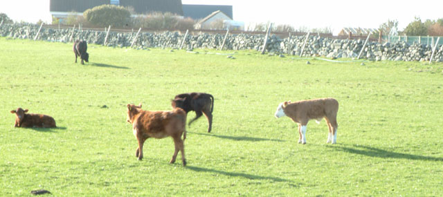 Cattle-Hebrides-Today